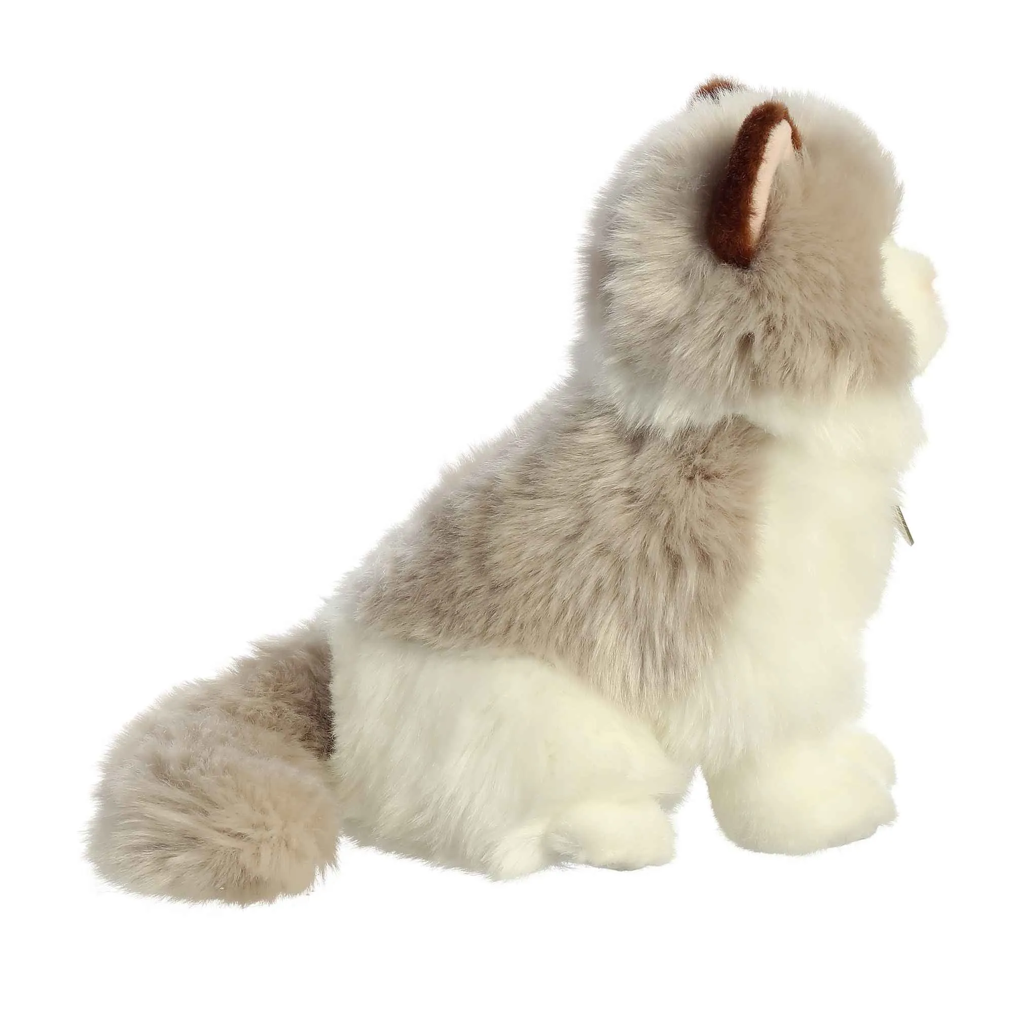 Aurora - Miyoni - Ragdoll Cat