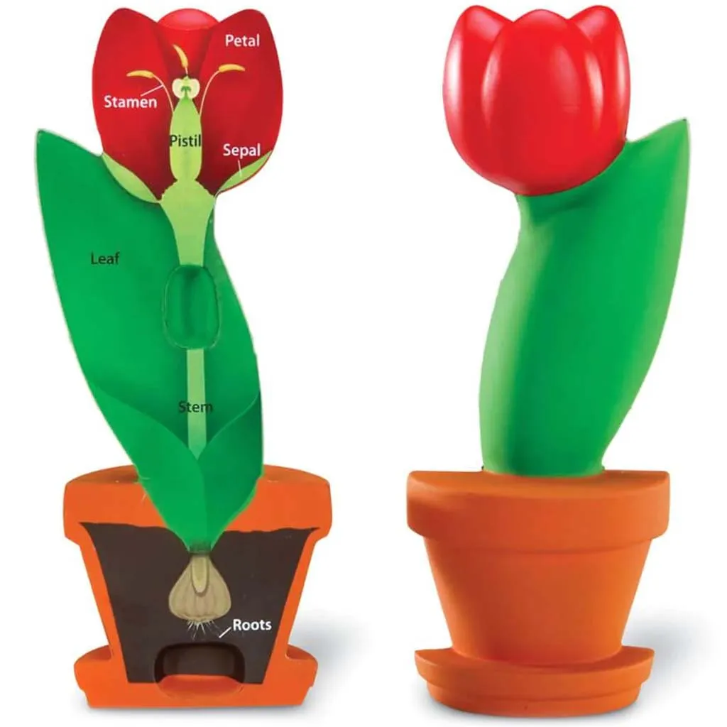 Cross-Section Flower Model