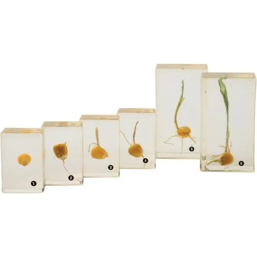 Encased Corn Germination